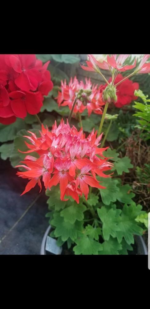 Photo of flowers in the greenhouse