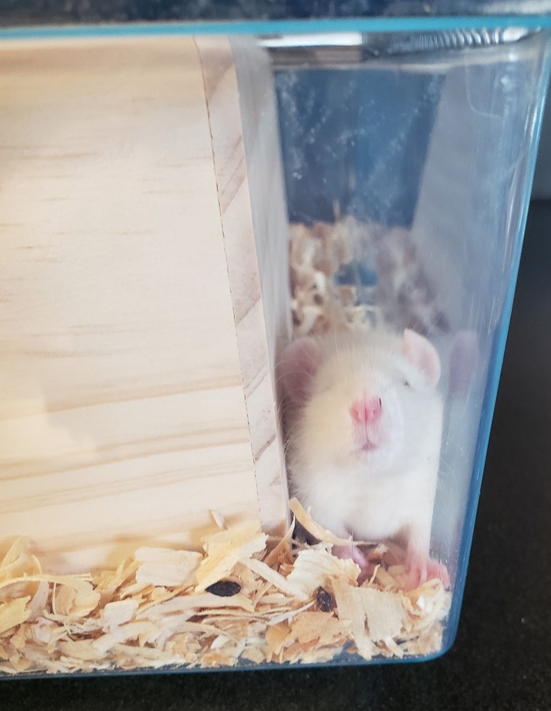 White rat