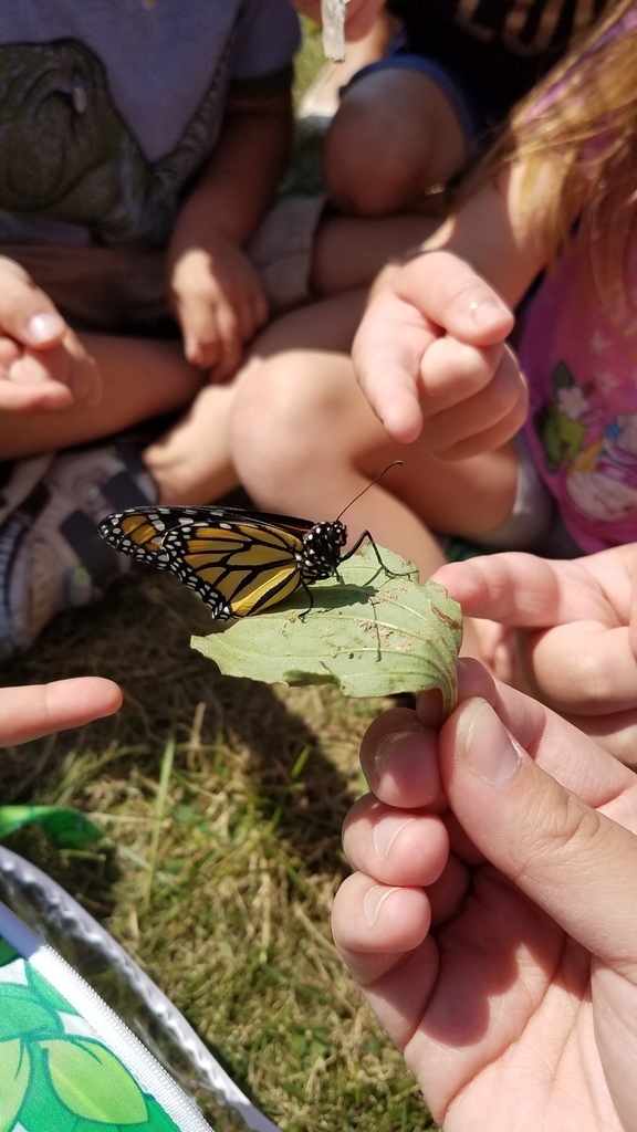 Butterfly on a leaf