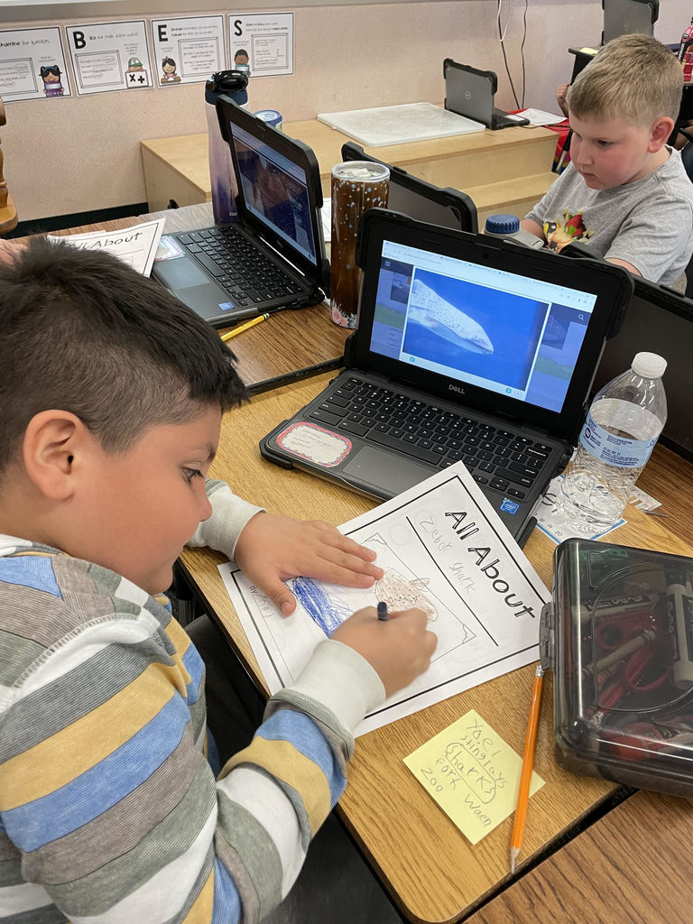 First grade boys work on their animal assignments