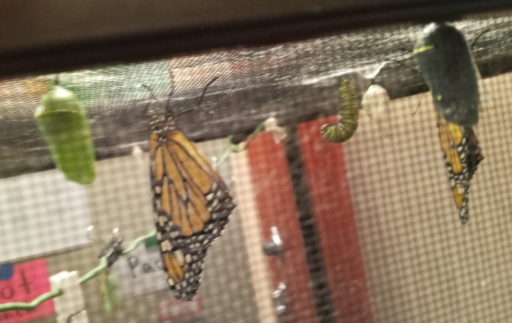 Butterflies hatching