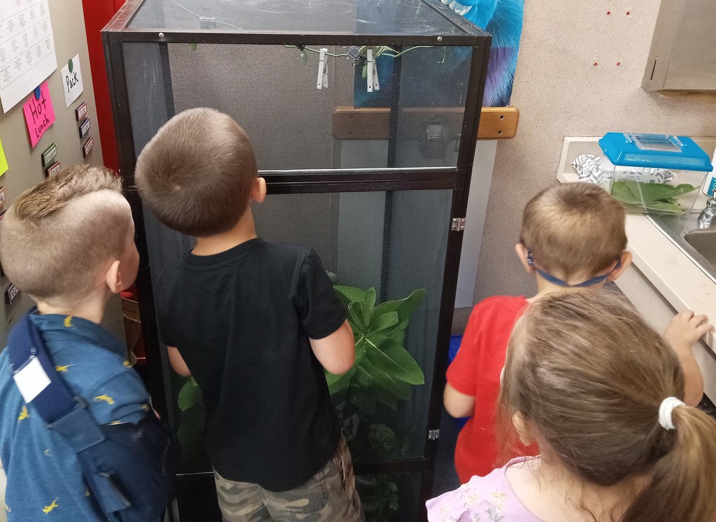Kids watching butterflies
