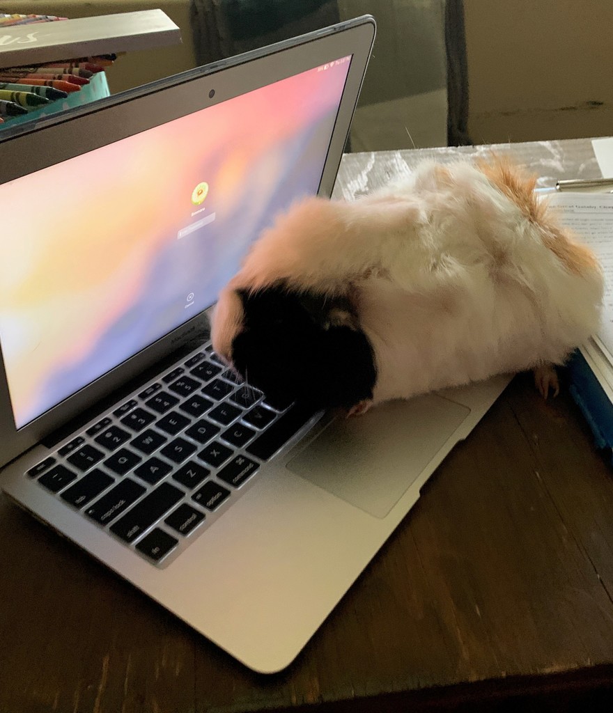 Guinea pig standing on a computer keyboard